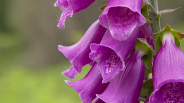 Цветы Перчаток Фокса Расцветают Летним Солнцем Болотах Близ Хаворт Вест — стоковое видео