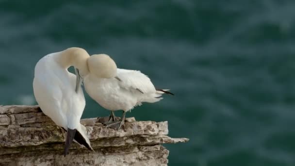 Gannets Bempton Cliffs Preening Feathers Křídk Outliff North Yorkshire — Stock video