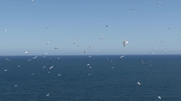 Gannets Flying Slow Motion Bempton Cliffs North Yorkshire — стоковое видео