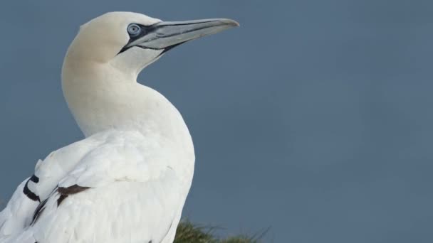 Gannet Hlava Vystřelil Zpomalený Pohyb Jak Otáčí Hlavu Zleva Doprava — Stock video