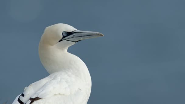 Gannet Head Shot Slow Motion Turns Its Head Left Right — Stock Video