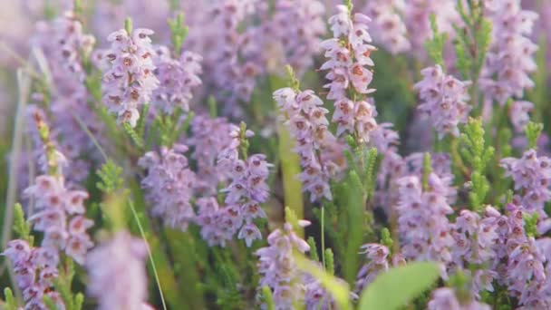 Bruyère Fleurissant Sur Les Landes Dessus Haworth Maison Des Brontes — Video