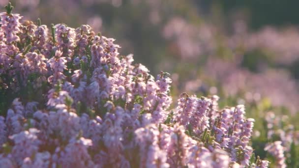 Bruyère Fleurissant Sur Les Landes Dessus Haworth Maison Des Brontes — Video