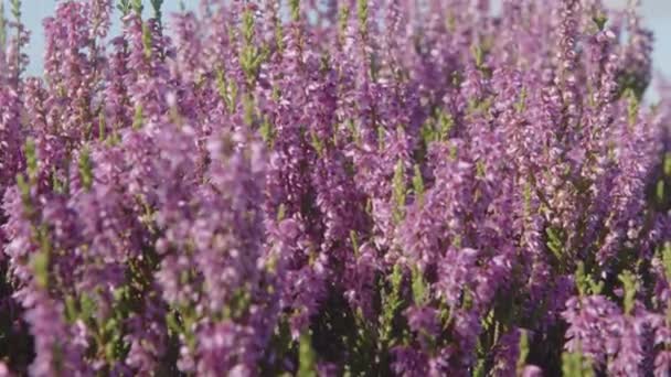 Bruyère Fleurissant Sur Les Landes Dessus Haworth Maison Des Brontes — Video