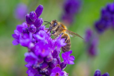 Bal arısı, İngiliz bahçesindeki bir lavanta bitkisinden polen alıyor.