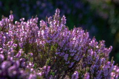 Heather, Haworth Moor 'da çiçek açan bitkinin yakın plan görüntüsü.