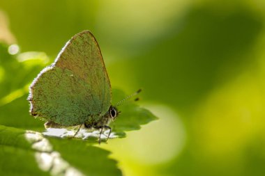 Glade üzerinde yeşil yaprak yeşil hairstreak Callophrys rubi tünemiş.