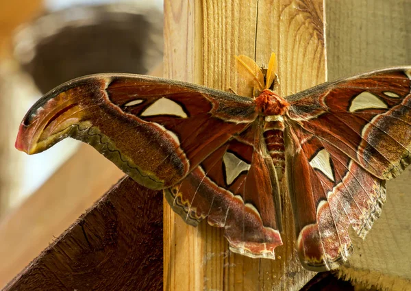 Beaux Grands Papillons Tropicaux Teigne Géante Atlas Attacus Atlas — Photo