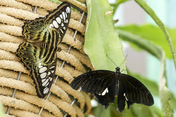 bir hasır sepet üzerinde tünemiş bahçe içinde güzel kahverengi kelebek