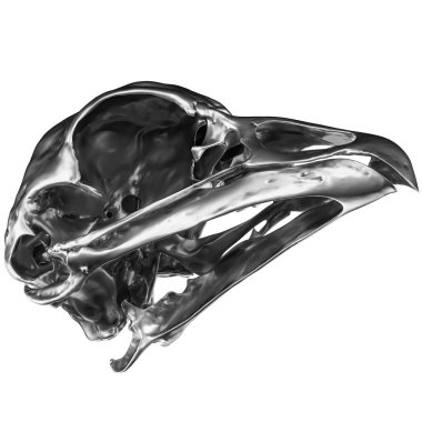 Metalik kuş kafatası üzerinde beyaz backgrond görüş açısı