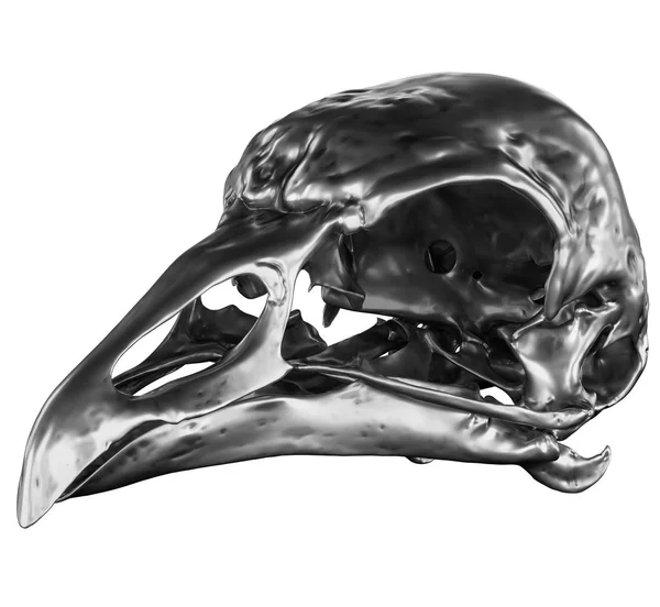 Oiseau métallique Vue d'angle du crâne sur fond blanc — Photo
