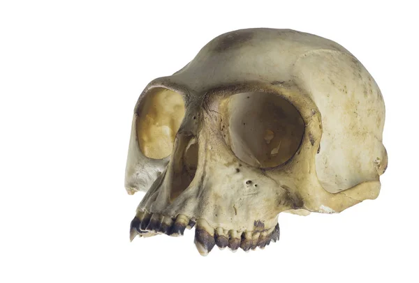 白い背景の上視野角猿の頭蓋骨 — ストック写真