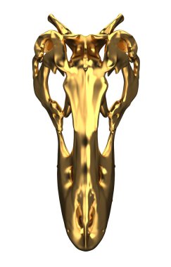 Tyrannosaurus Rex altın kafatası üzerinde beyaz izole