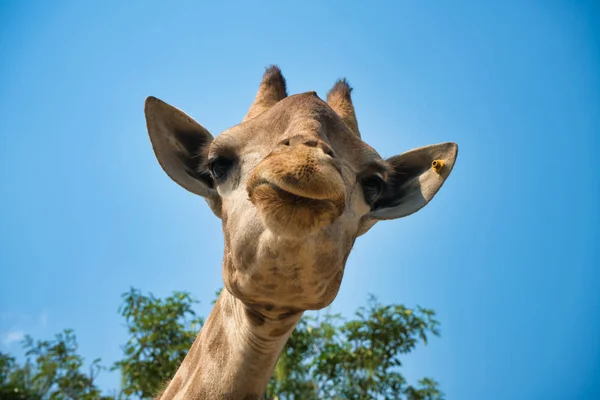 portrait of natural giraffe head in blue sky