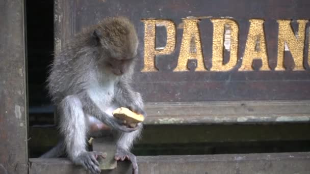 Молодая обезьяна ест банан — стоковое видео