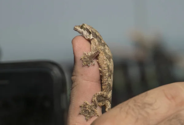 Ptychozoon uçan parmak üzerinde oturan Gecko.
