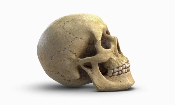 3D ilustracja ludzkiej czaszki, izolowana na białym tle — Zdjęcie stockowe