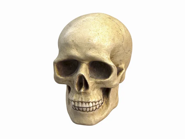 Ilustração 3D do crânio humano, isolado sobre fundo branco — Fotografia de Stock