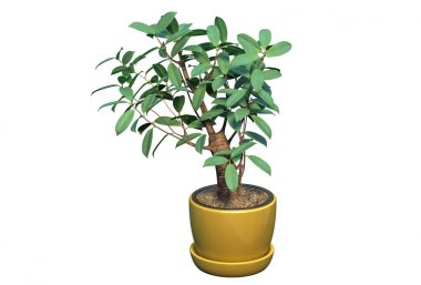 Beyaz izole muhteşem kapalı bitki 3d render