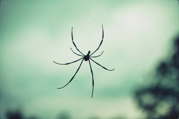Duży tropikalny pająk-Nephila Prządka złota kula w sieci — Zdjęcie stockowe