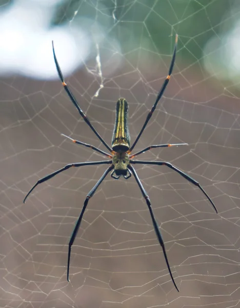 Duży tropikalny pająk-Nephila Prządka złota kula w sieci — Zdjęcie stockowe