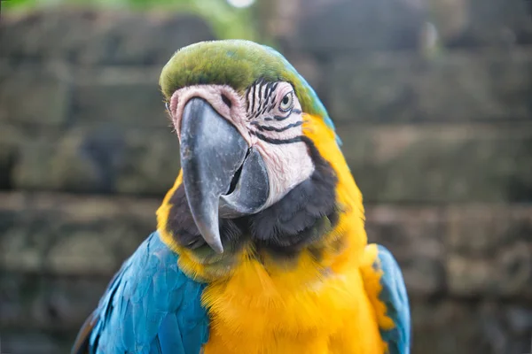 A blue and yellow macaw parrot closeup — Stock Photo, Image