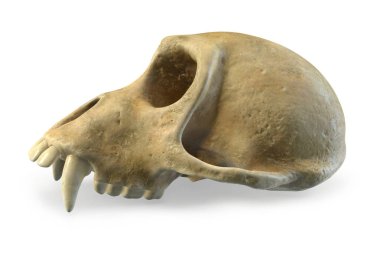 Monkey Skull 3d render beyaz izole.