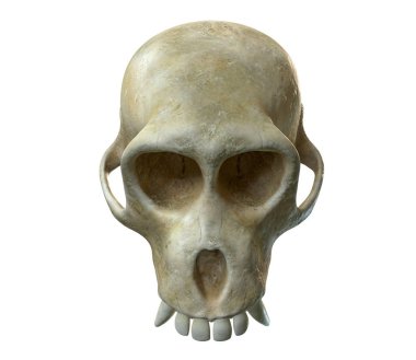 Monkey Skull 3d render beyaz izole.