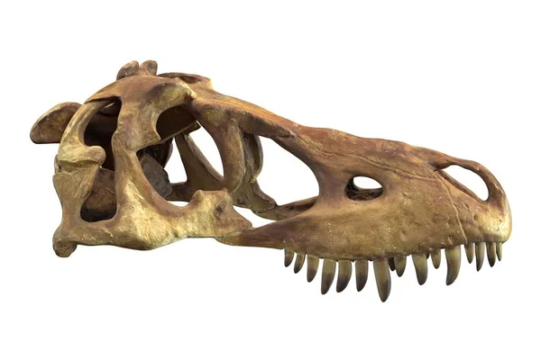 Tyrannosaurus Rex Skull beyaz izole 3d render.
