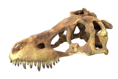 Tyrannosaurus Rex Skull beyaz izole 3d render.