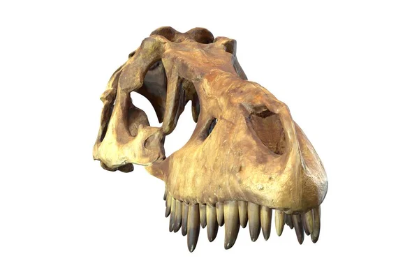 Tyrannosaurus Rex Skull beyaz izole 3d render.