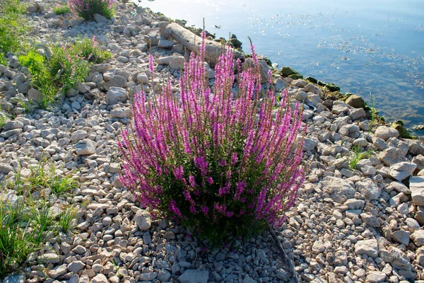 Skadar Gölü kıyısındaki engebeli çakılların arasından canlı fundalıklar çiçek açar.. 