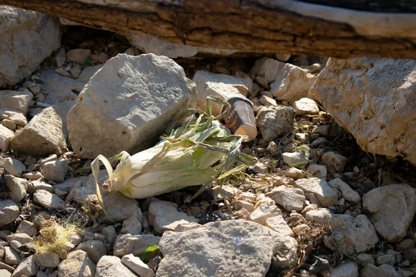 Skadar Gölü 'nün kayalık kıyısında üzerinde CEZAR logosu bulunan tek kullanımlık kağıt kahve fincanı ekolojik kirliliği vurguluyor. Karadağ, Skadar Gölü, 13 Ağustos 2025