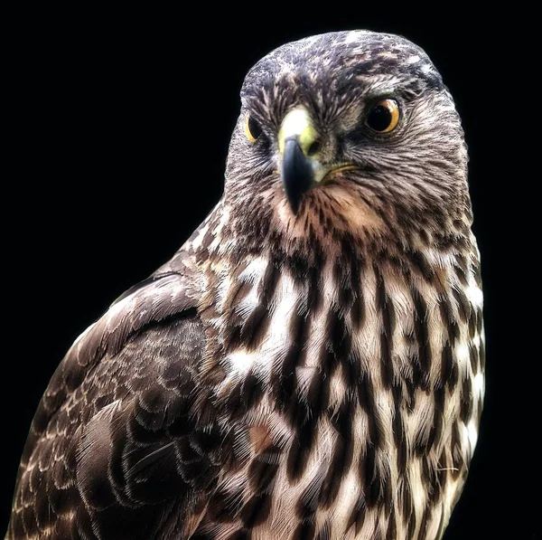 Kahverengi ve beyaz alpaka headshot