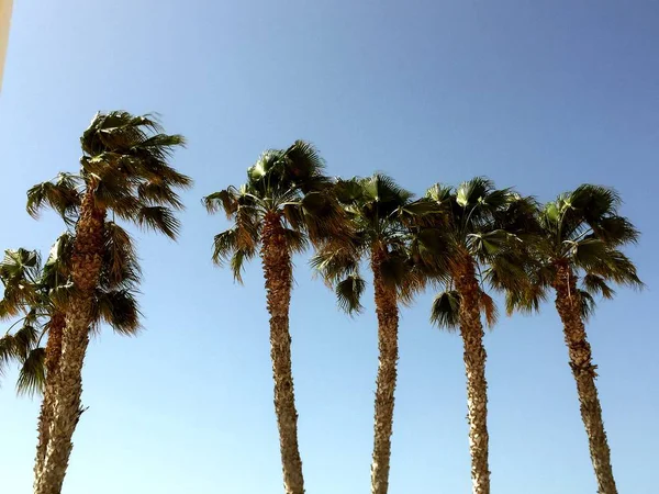 Esintiyle sallanan palmiye ağaçları