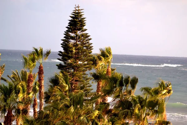 Ağaçların ötesinde güzel deniz manzarası