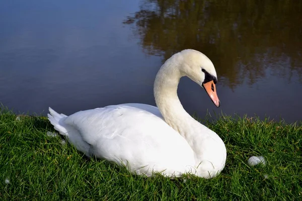 Nehir kıyısındaki dinlenme kuğu