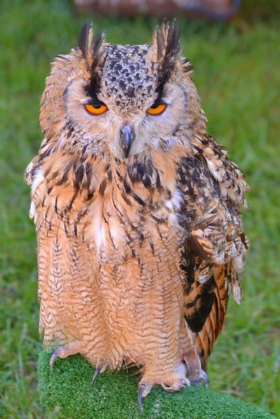 Bir kartal baykuş ayakta