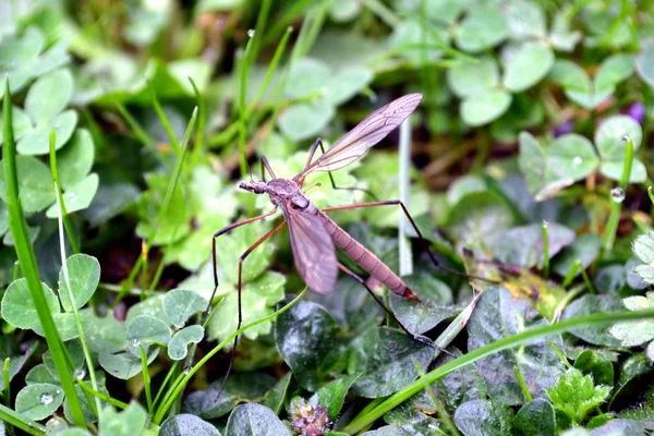 Bir vinç sinek yakın çekim