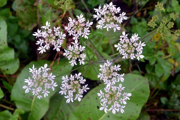 Parkta yabani domuz otu