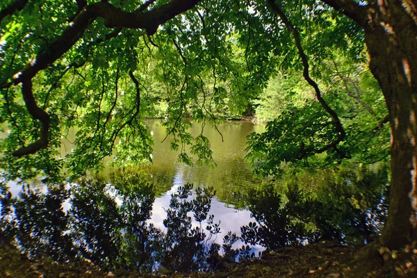 Vista Lago Través Ramas Árboles — Foto de Stock