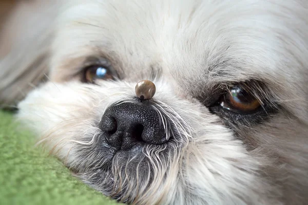 BIG Tick on a Shihtzu dog skin