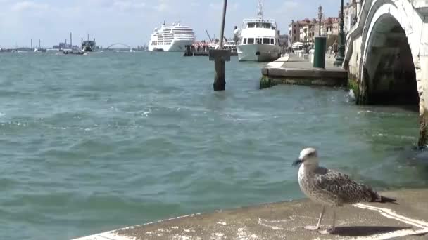 威尼斯的邮轮 海鸥和拱桥 意大利之旅 水上城市 — 图库视频影像
