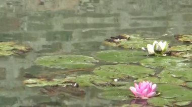 Lotus su. Pembe nilüfer su.