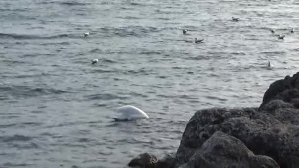 Cygne Flotte Sur Eau Goélands Sur Eau — Video