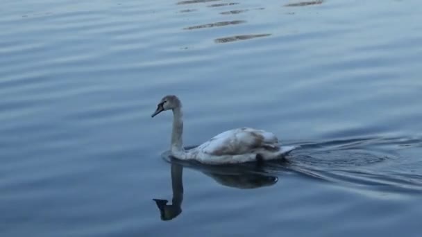 Лебедь Плывет Воде — стоковое видео