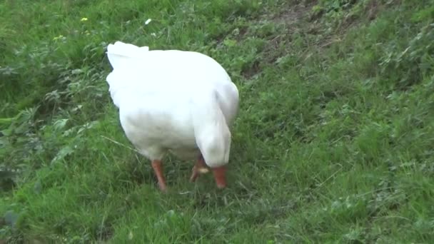 鹅蜇草 白肥鹅 肥鸭吃草 — 图库视频影像