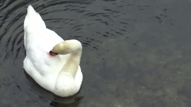 Der Schwan Schwimmt Auf Dem Wasser Schwan Putzt Federn — Stockvideo