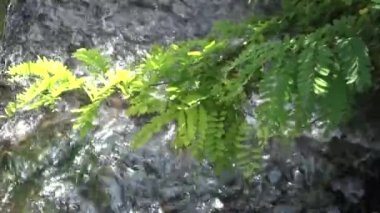      Yeşil hat üzerinde bir orman akışı bükülmüş