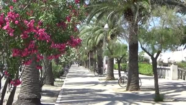 海滩区的自行车道 胡同里的花朵 — 图库视频影像